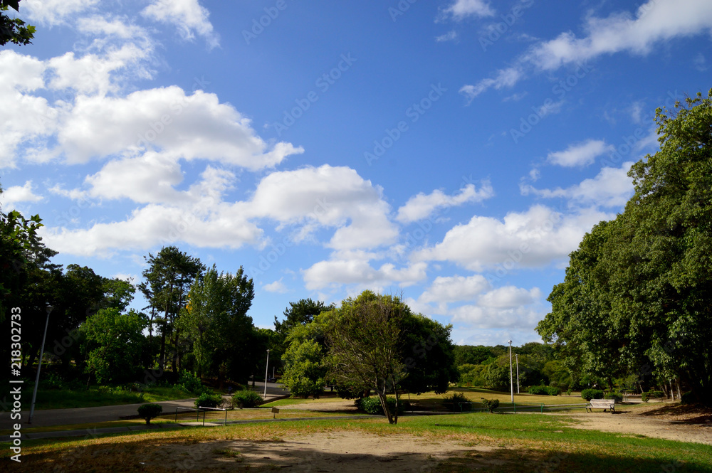 公園の大木と青い空
