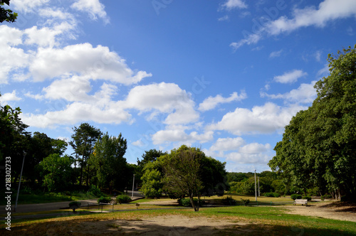 公園の大木と青い空