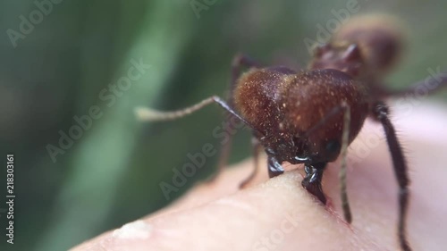 A soldier leafcutter ant biting a human finger. photo