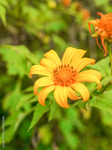 Mexican tournesol flower