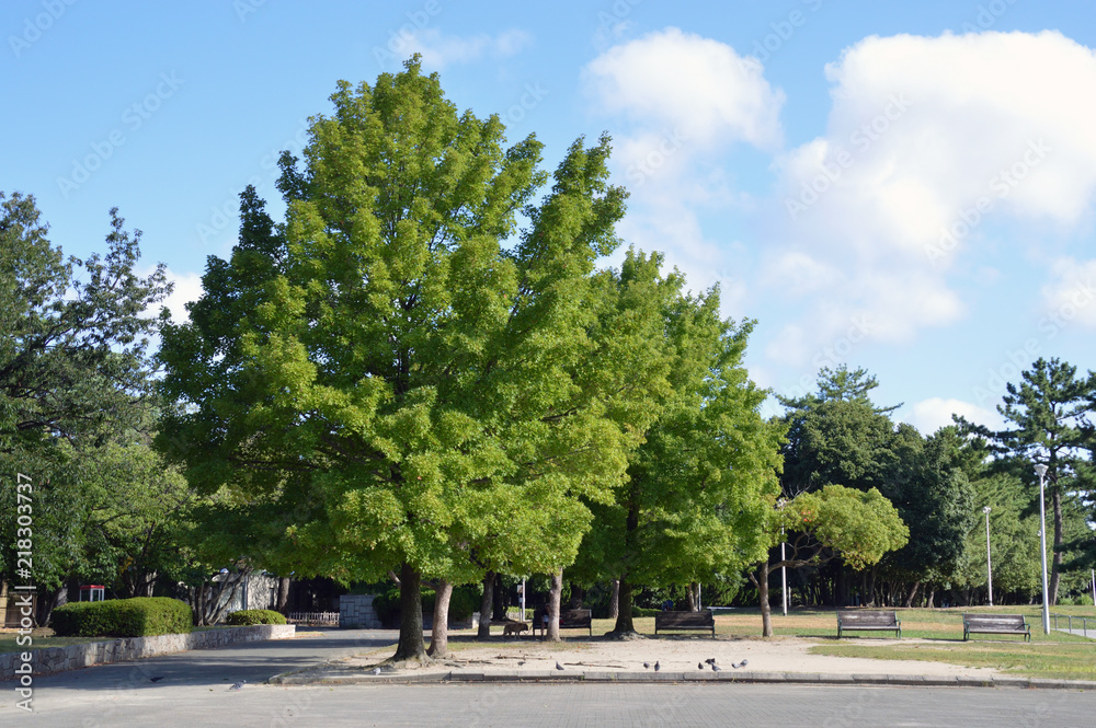 青空が広がる公園の大木とベンチ