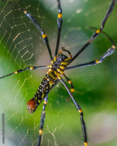 Macro spider © PercyPics