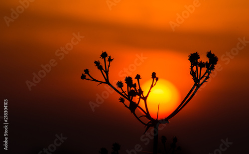 Silhouette of thistle with the sun behind