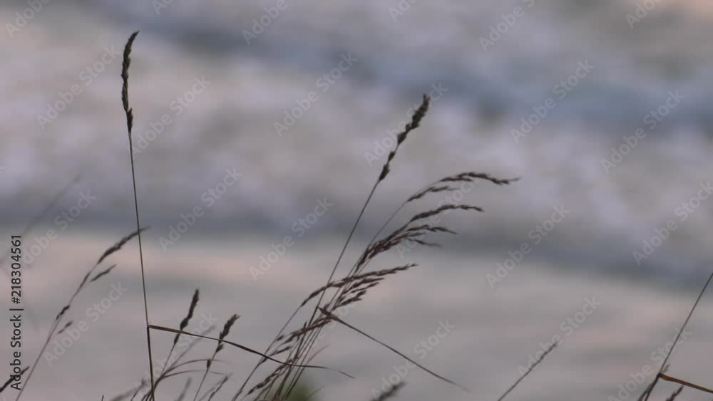 Grass and reeds in the background. Gentle waves on the lake.