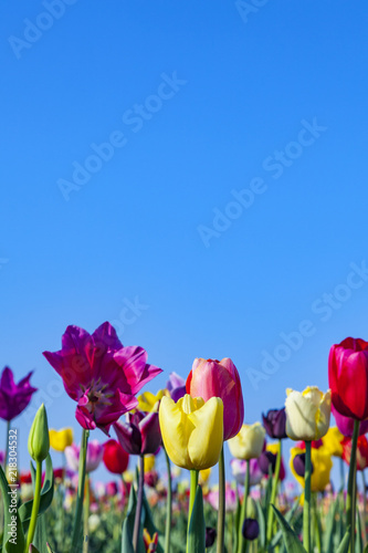 field with blooming colorful tulips #218304532