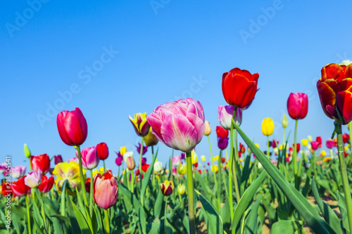 field with blooming colorful tulips