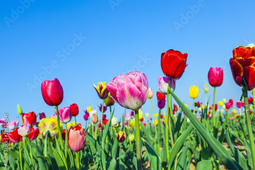 Fototapeta Naklejka Na Ścianę i Meble -  field with blooming colorful tulips