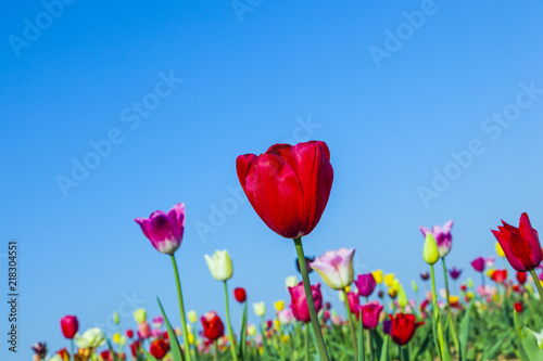 field with blooming colorful tulips