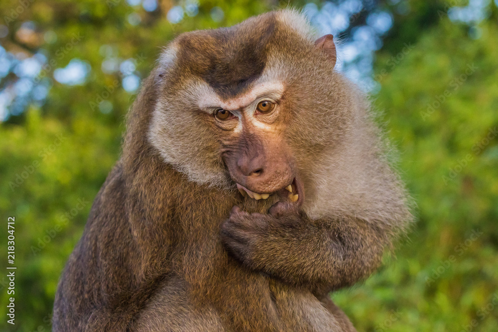 Meet the Monkeys of Monkey Hill Meet the Monkeys of Monkey Hill