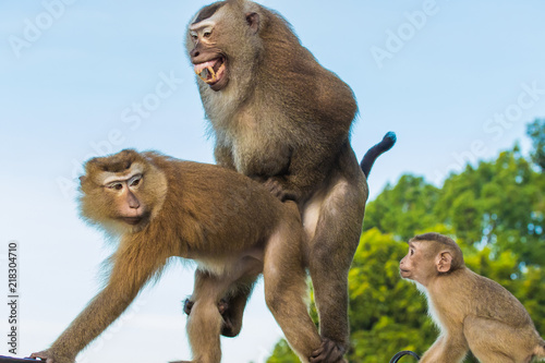 Monkey Sex