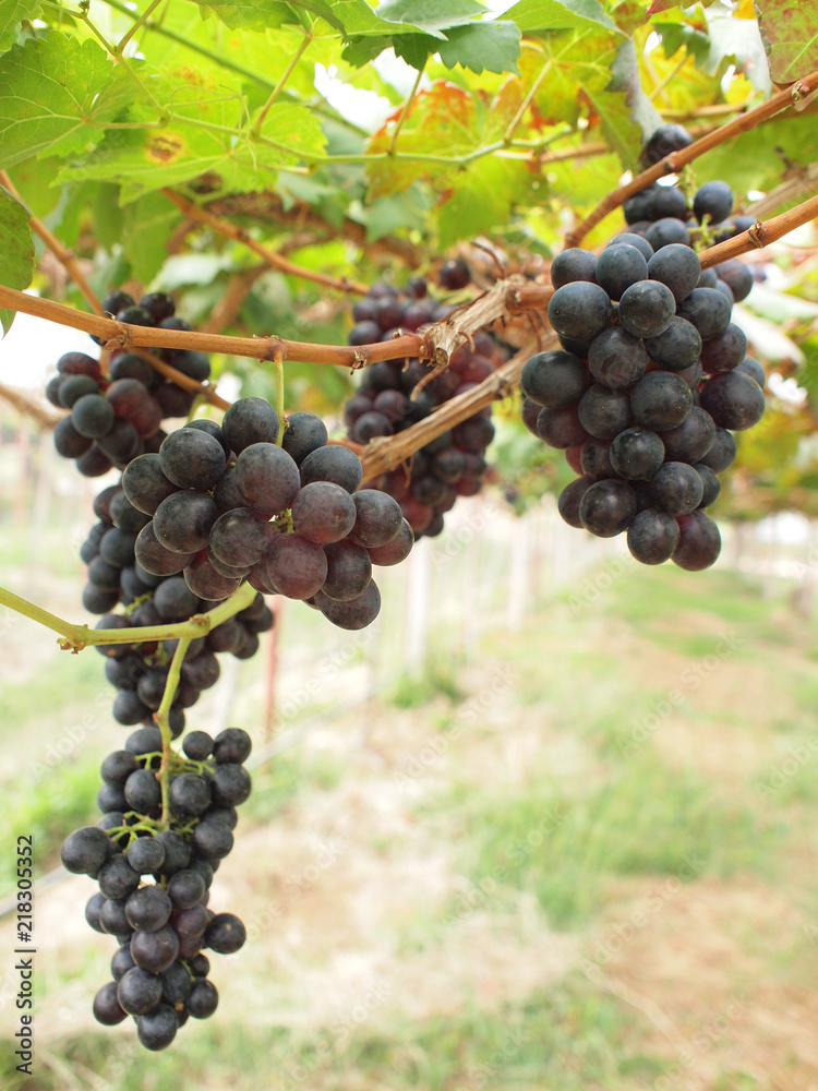 Grape farm in Thailand