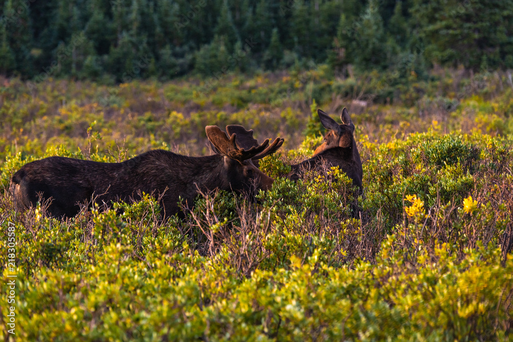 A Large Bull Moose Eating in the Morning Sunshine