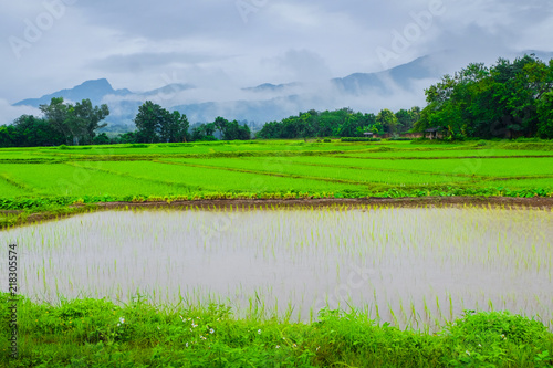 Natural View and Rice Farming in Nan Province, Thailand
