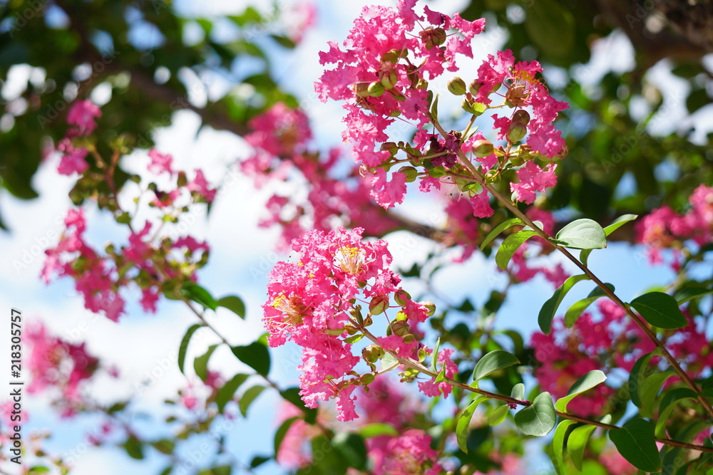 Obraz premium 百日紅