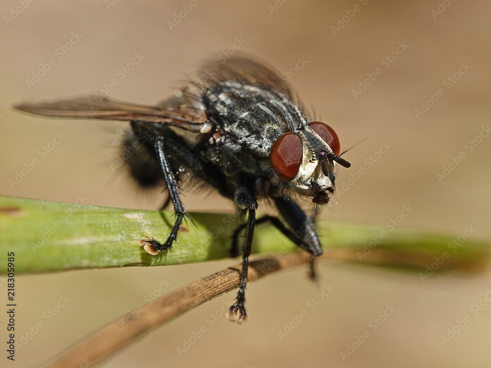 Naklejka premium Flesh fly (Sarcophaga)