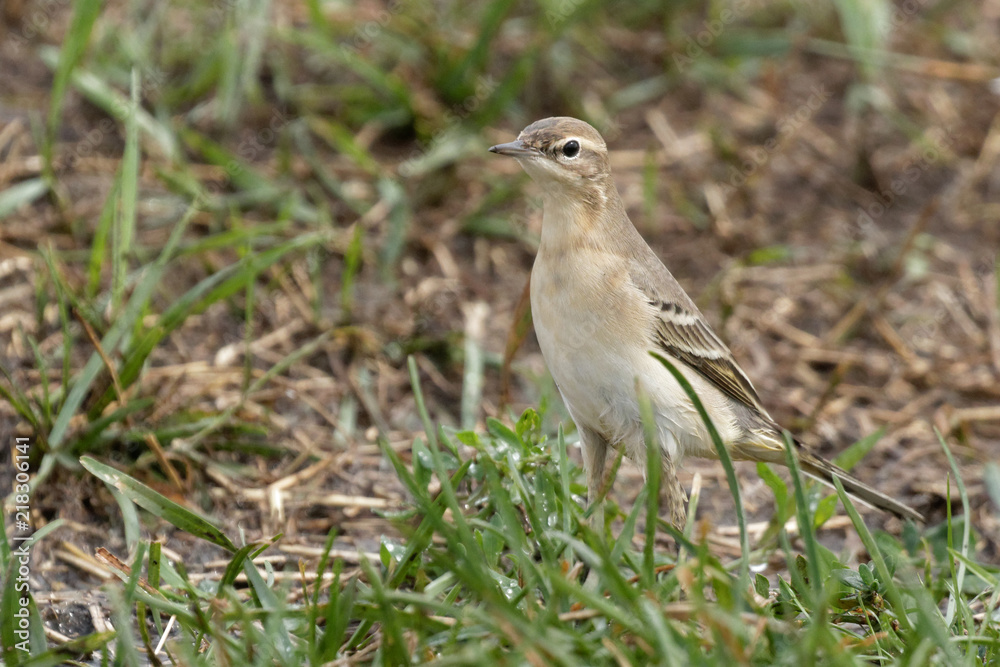 Portrait of a yellow wagtail. Beautiful bird in its natural habitat. Portrait of a yellow wagtail. Beautiful bird in its natural habitat.