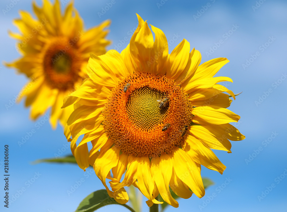 Beautiful photo of a bright sunflower Beautiful photo of a bright sunflower