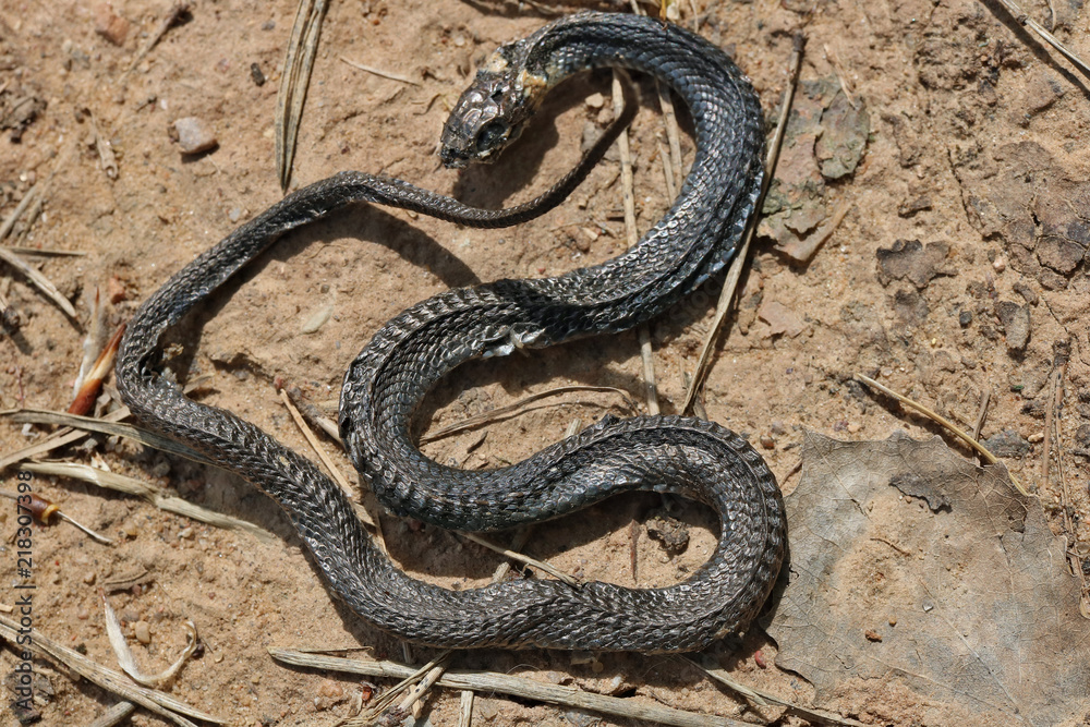 A small snake died on a sandy road due to anomalous heat
