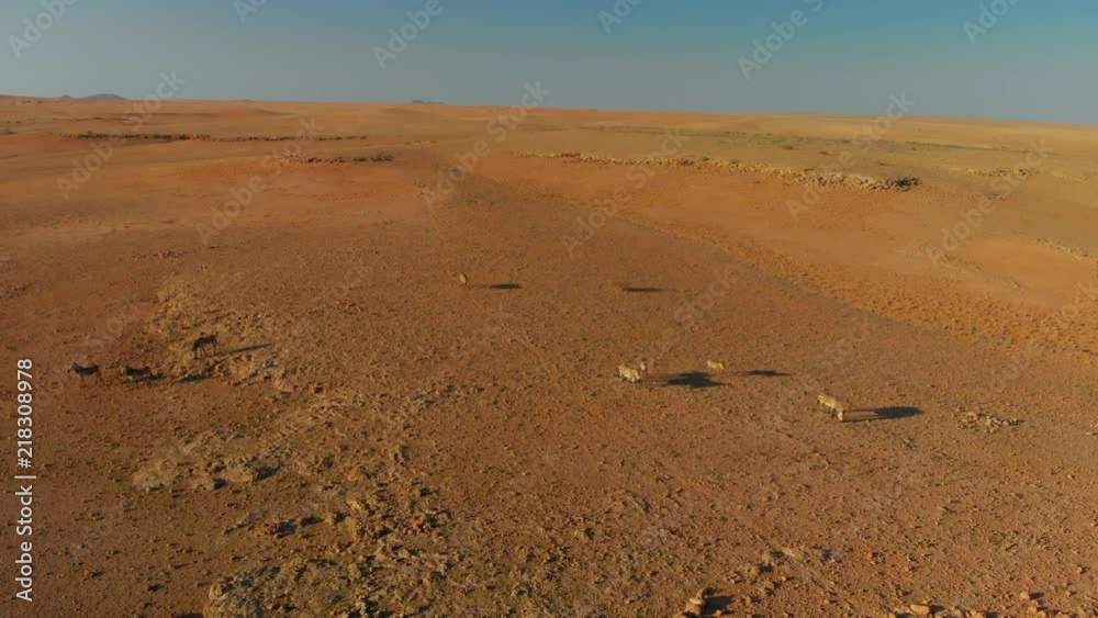 4K aerial view. herd of wild zebras walking towards the camera on the open plains of namibia 4K aerial view. herd of wild zebras walking towards the camera on the open plains of namibia