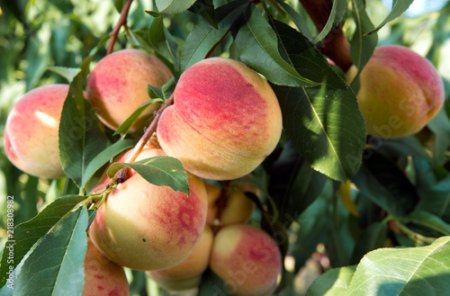 Ripe peaches on a tree in a fruit garden.