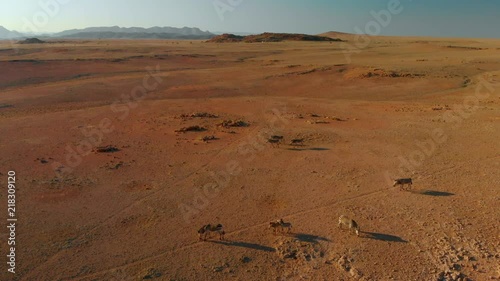 4K aerial view. a herd of zebras wandering and grrasing on the beautiful plains of namibia.