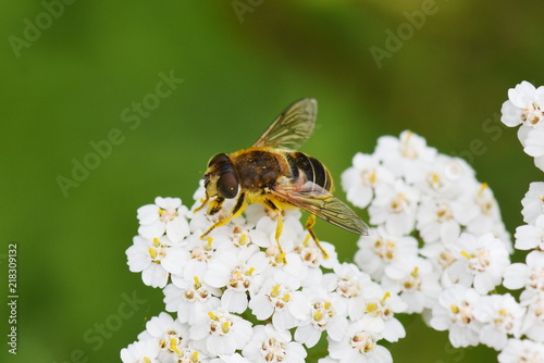 The dronefly Eristalis tenax collecting pollen in a yarrow flower