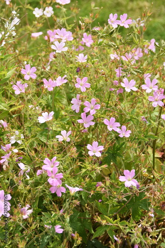 Fototapeta Naklejka Na Ścianę i Meble -  Big group of pink Geranium oxonianum flowering in a garden