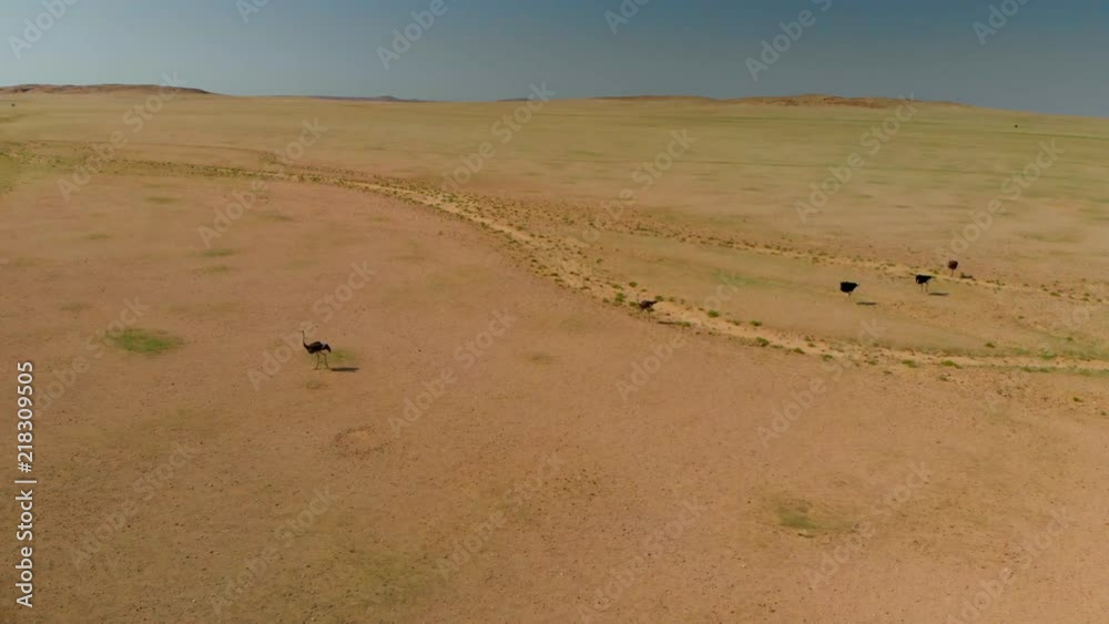 4K aerial view. a flock of ostriches running across the green plains of namibia 4K aerial view. a flock of ostriches running across the green plains of namibia