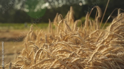 Bush of cutted wheat peacfully waving in the wind on a hot Summer day. Slidershot. photo