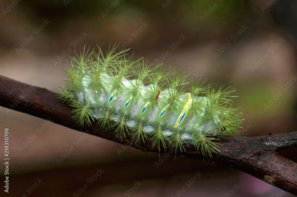 Fototapeta premium Close-up of slug moth caterpillar in Indonesia