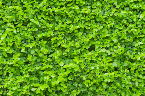 green leaf background, spring season.