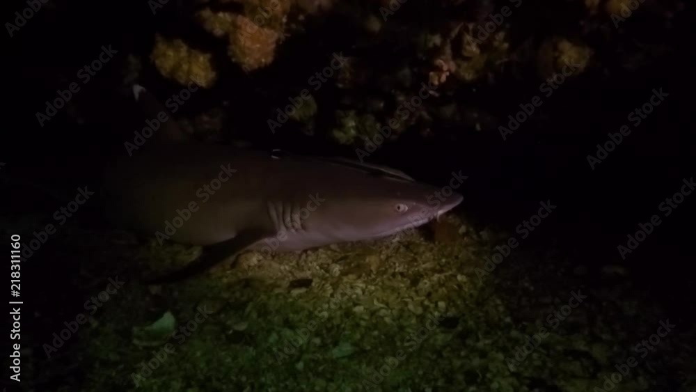 Close-up of a white tip reef shark resting underneath a rock.
