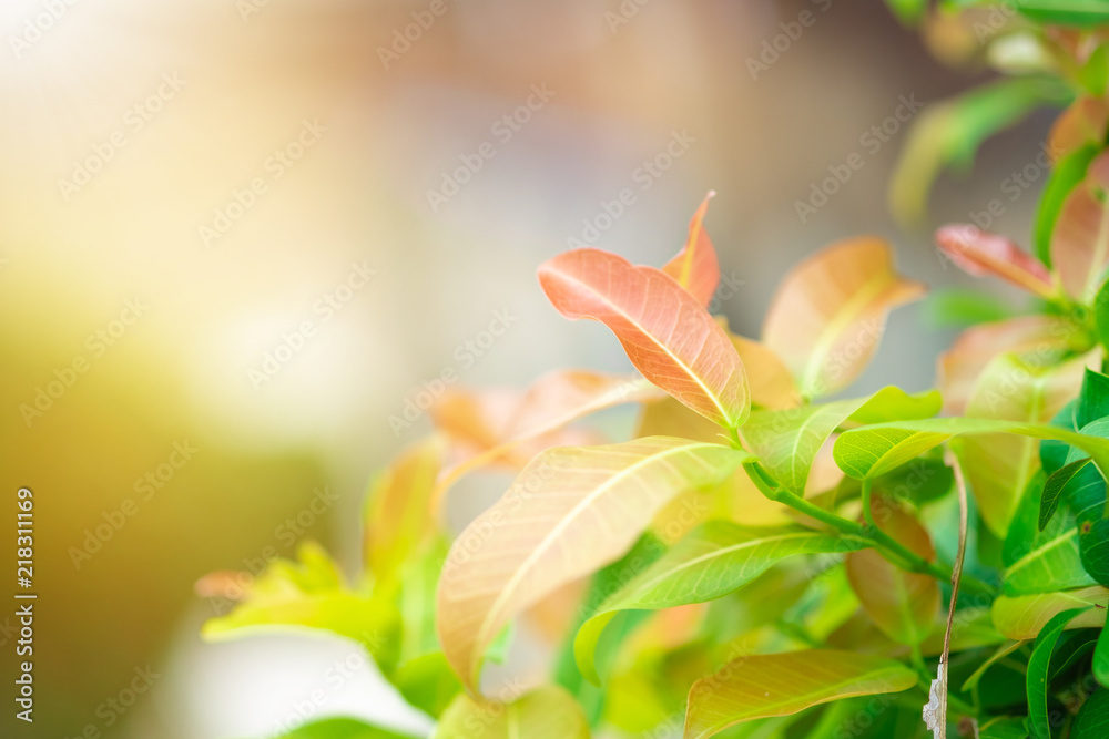 Obraz premium Closeup red, orange and green leaf in the garden on blurred background.