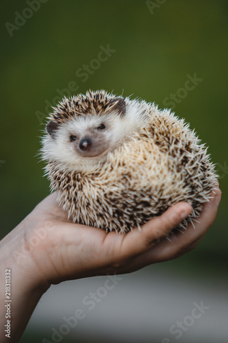 small prickly hedgehog curled up in a ball on his hand
