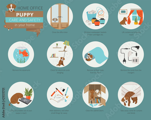 Puppy care and safety in your home. Home office. Pet dog training infographic design