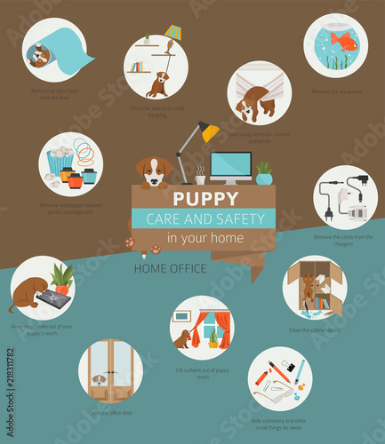 Puppy care and safety in your home. Home office. Pet dog training infographic design