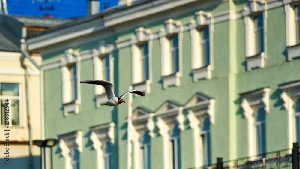 A gull is flying. Summer in Tomsk Siberia