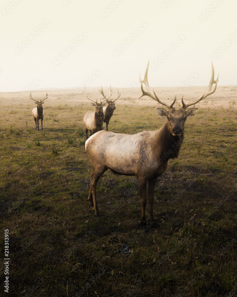 Obraz premium elk pack close up