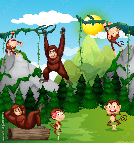 Monkey and chimpanzee in nature