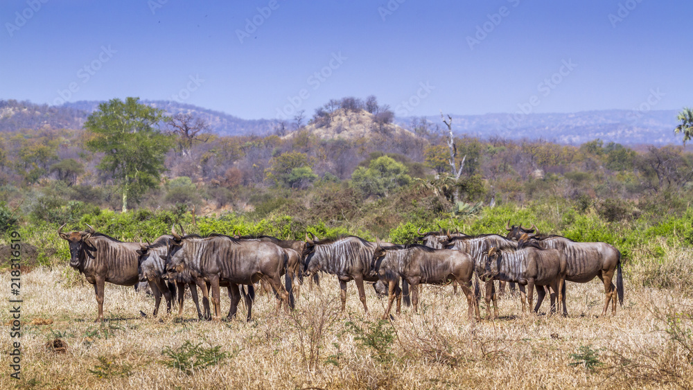 Blue wildebeest in Kruger National park, South Africa ; Specie Connochaetes taurinus family of Bovidae Blue wildebeest in Kruger National park, South Africa ; Specie Connochaetes taurinus family of Bovidae