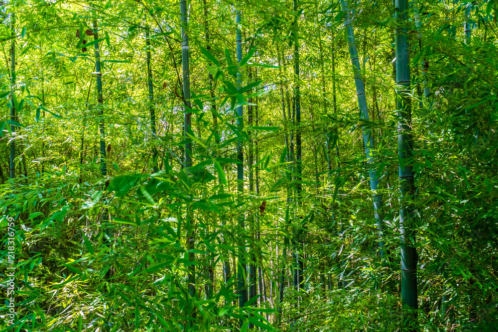 Beautiful green bamboo tree in the forest Beautiful green bamboo tree in the forest