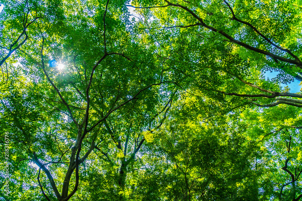 Beautiful green tree and leaf in the forest with sun Beautiful green tree and leaf in the forest with sun