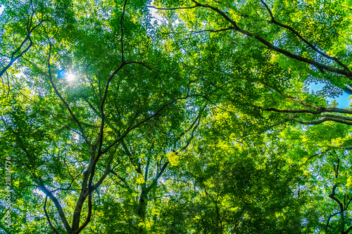 Beautiful green tree and leaf in the forest with sun
