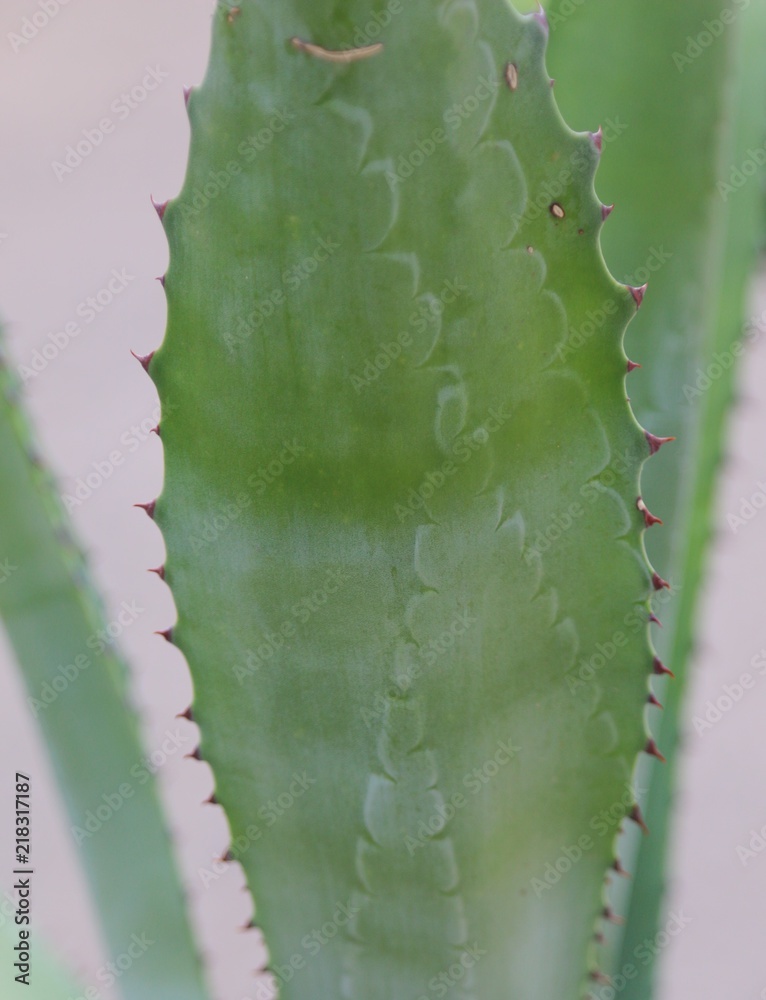 Naklejka premium Aloe texture 