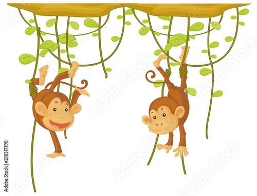 Monkey hanging on the vine