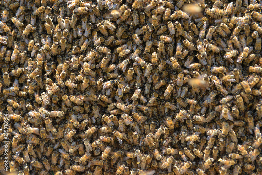 bee family, preparations for honey production bee family, preparations for honey production
