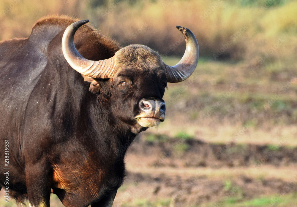 Nilgiri Gaur or Indian Bison, These Magnificent beasts are gentle but do have the mettle to face a tiger when threatened. 