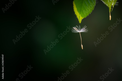 Seed falling down  dark green background