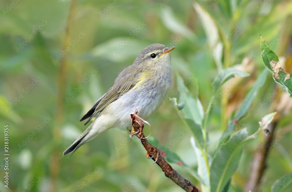 Obraz premium Phylloscopus trochilus. A closeup of a bird sitting among the branches of a willow tree