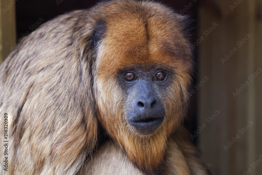 Fototapeta premium Singe hurleur noir femelle en gros plan